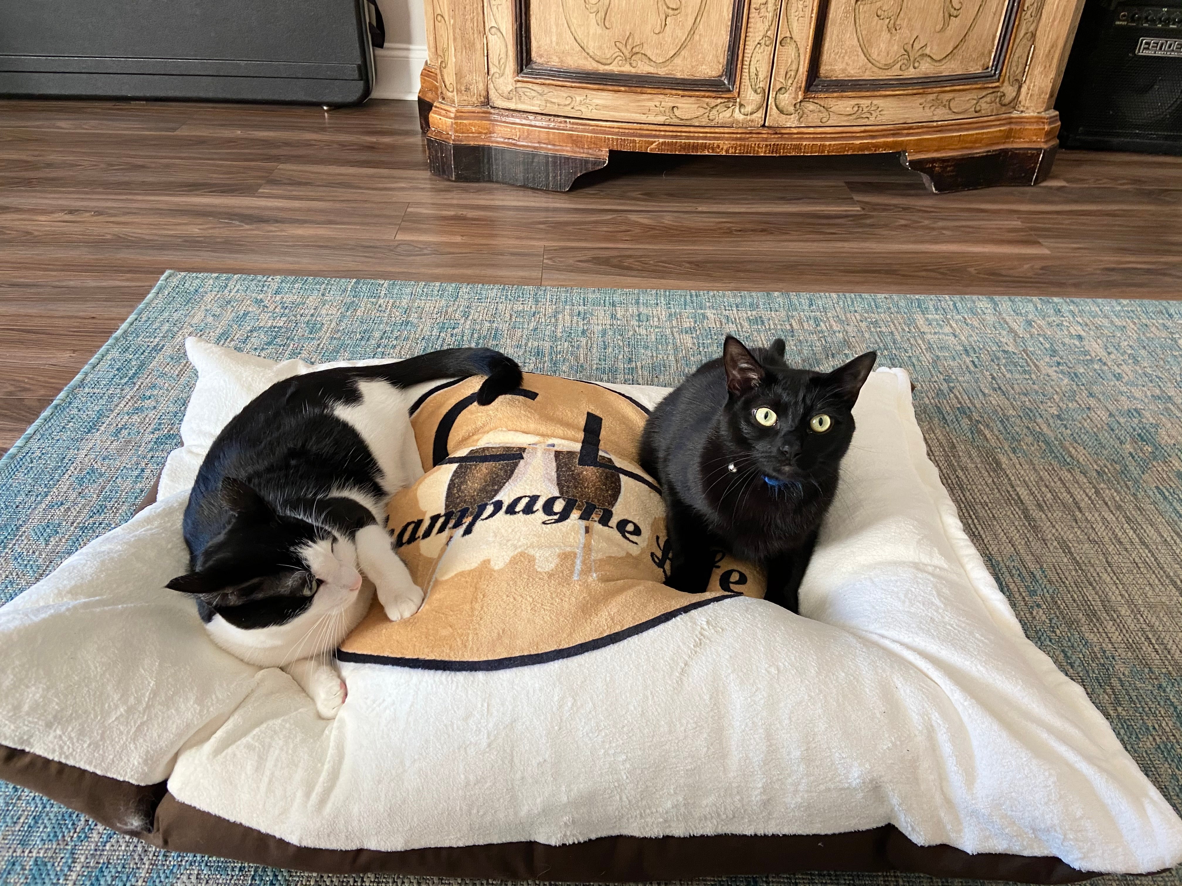 Champagne Life Circle with Gold Background Pet Bed